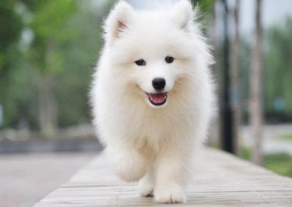 宠物行业APP的开发着重点