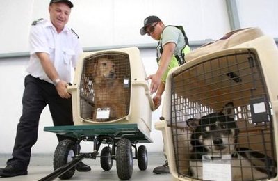 2022年进行宠物托运APP开发有什么优势?