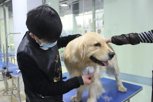 青岛宠物美容小程序开发能给商家带来什么好处？